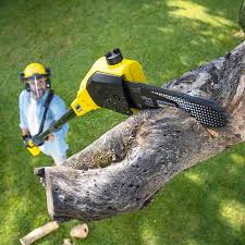 Best Hazardous Tree Removal  in Texarkana, TX