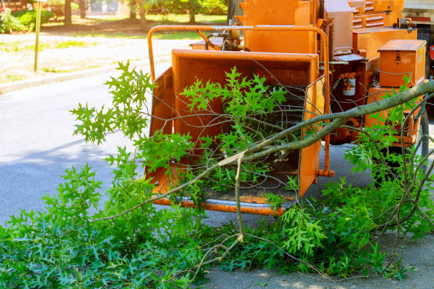 Professional Tree Care Services in Texarkana, TX