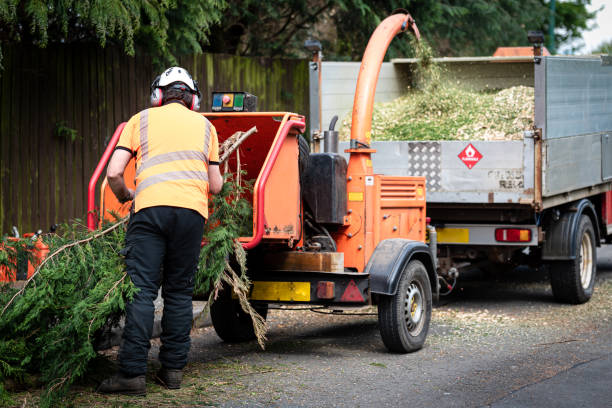 Best Stump Grinding and Removal  in Texarkana, TX