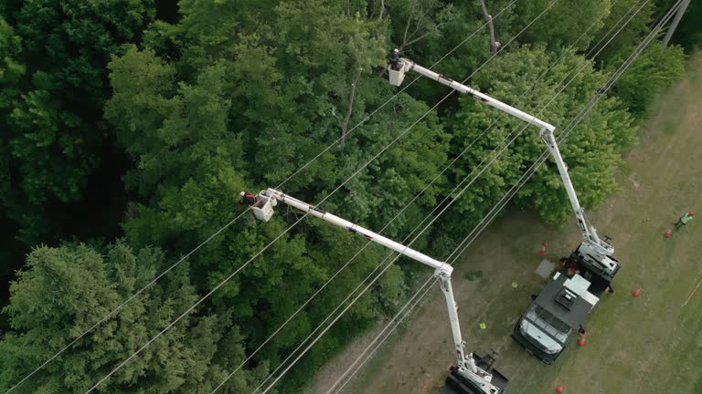 How Our Tree Care Process Works  in  Texarkana, TX